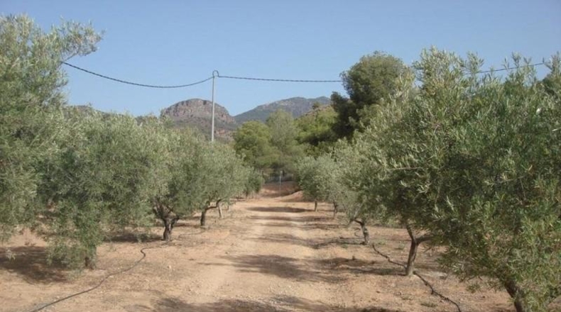 Murcia - Totana - 8000m2