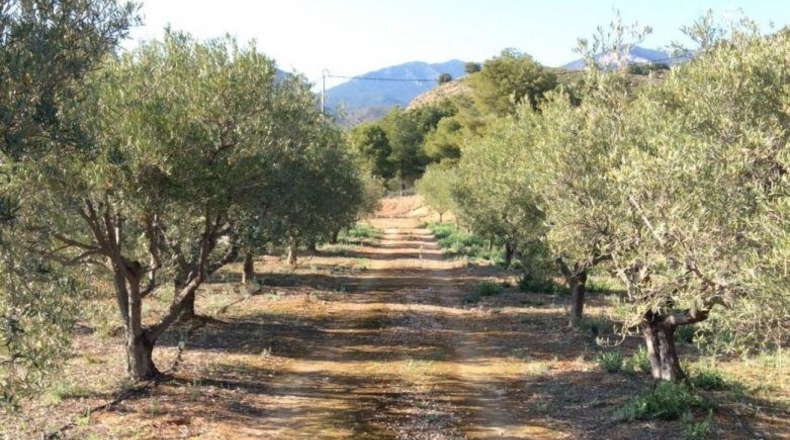 Murcia - Totana - 8000m2
