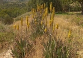 Chalet independiente con terreno en venta en la España, Totana, ref: TR276239 foto