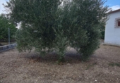 Xalet independent amb terreny en venda a la España, Lucena, ref.: TR242198 foto