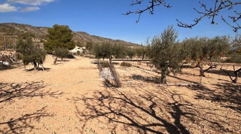 Alicante - Monóvar - 4000m2
