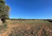 Land suitable for development for sale on España, Santa Margalida, ref: TR173492 photo