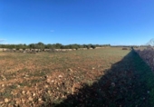 Land suitable for development for sale on España, Santa Margalida, ref: TR173492 photo