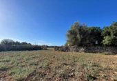 Land suitable for development for sale on España, Santa Margalida, ref: TR173492 photo