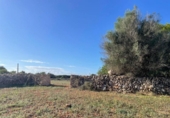 Land suitable for development for sale on España, Santa Margalida, ref: TR173492 photo