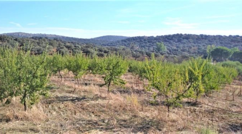 Sevilla - Castilblanco de los Arroyos - 13864m2