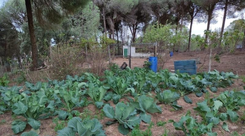 Huelva - Beas - 10000m2