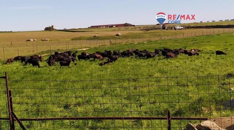 Caceres - Brozas - 65000m2