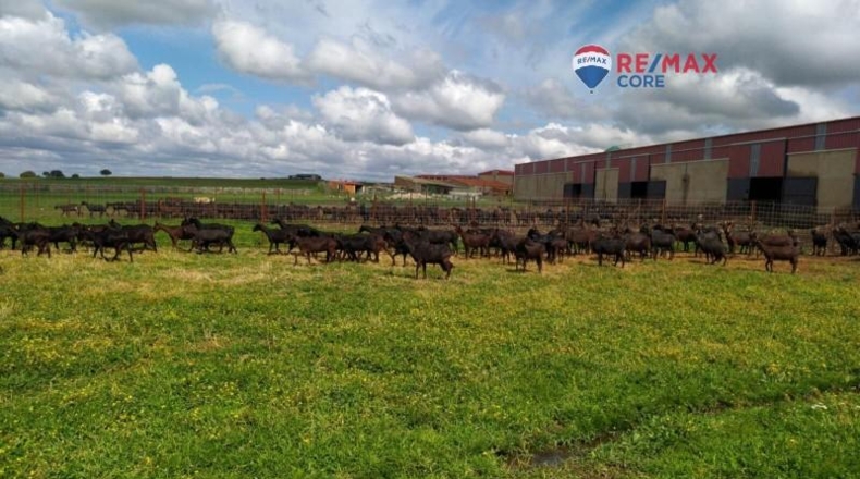 Caceres - Brozas - 65000m2