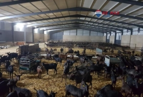 Brozas 65000&nbsp;м²