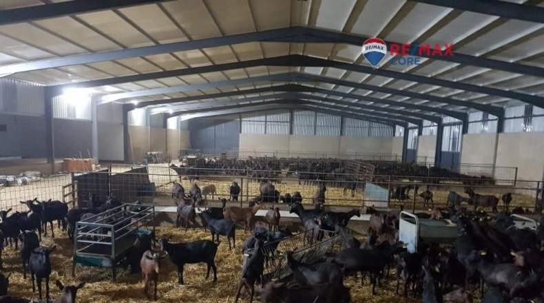 Caceres - Brozas - 65000m2