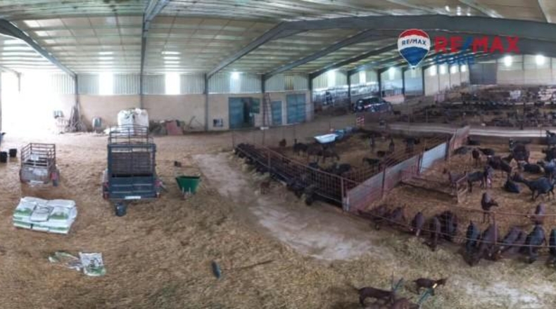 Caceres - Brozas - 65000m2