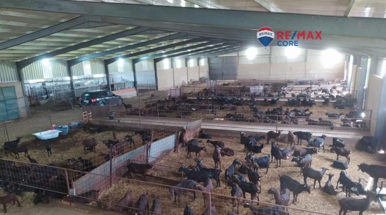 Caceres - Brozas - 65000m2