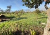 Detached villa with land for sale on España, Gibraleón, ref: TR219347 photo