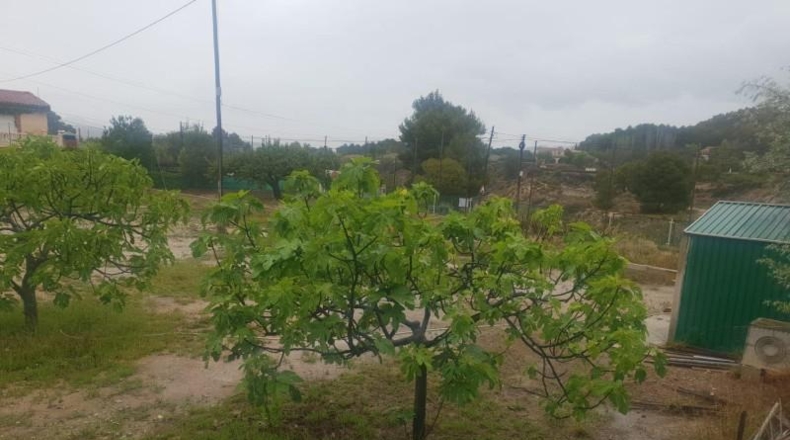 Alicante - Petrer - 4800m2