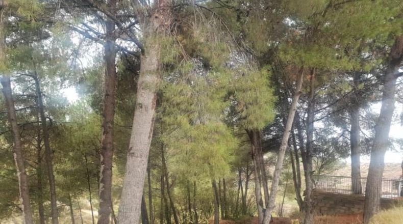 Alicante - Petrer - 4800m2