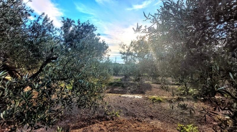 Tarragona - l'Ametlla de Mar - 8350m2