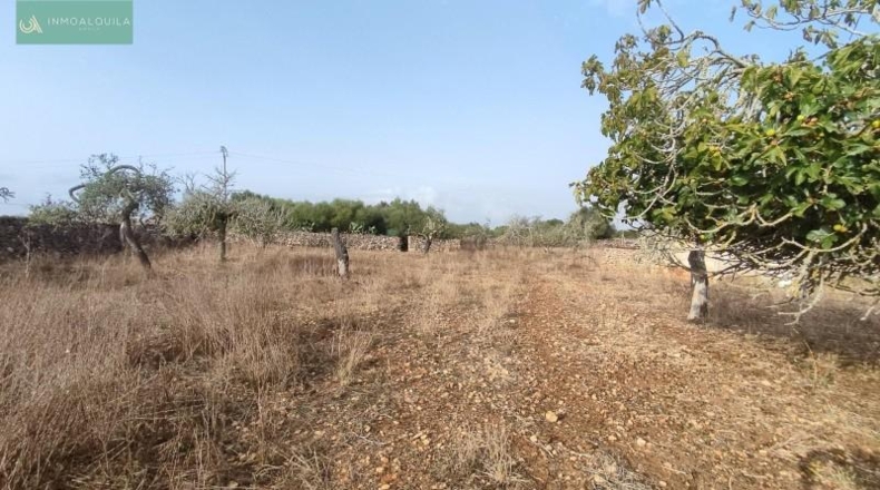 Islas Baleares - Santa Margalida - 14252m2