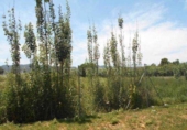 Sòl urbà en venda a la España, Múrcia, ref.: TR328797 foto