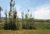 Sòl urbà en venda a la España, Múrcia, ref.: TR328797 foto