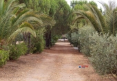 Casa de camp amb terreny en venda a la España, Puebla de Obando, ref.: TR314663 foto