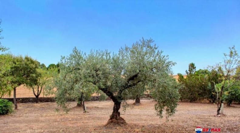 Badajoz - Puebla de Obando - 12000m2