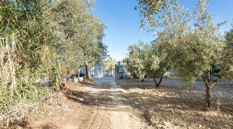 Jaén - Larva - 20000m2