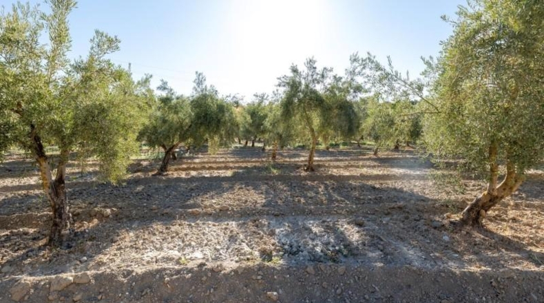 Jaén - Larva - 20000m2