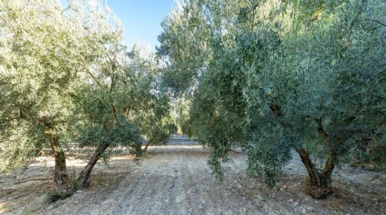 Jaén - Larva - 20000m2