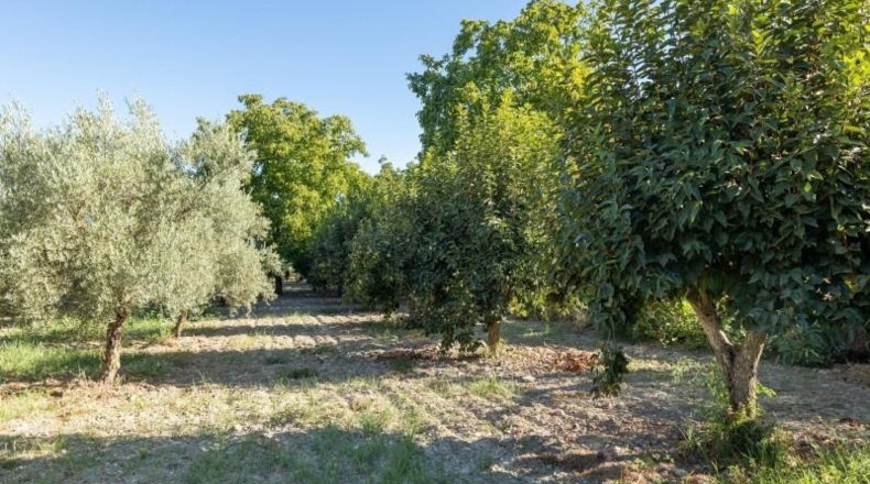 Jaén - Larva - 20000m2