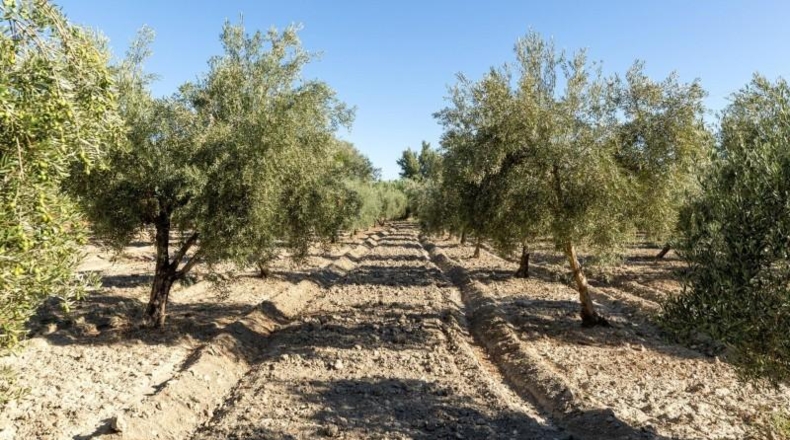 Jaén - Larva - 20000m2