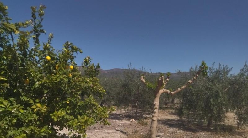 Murcia - Moratalla - 3584m2