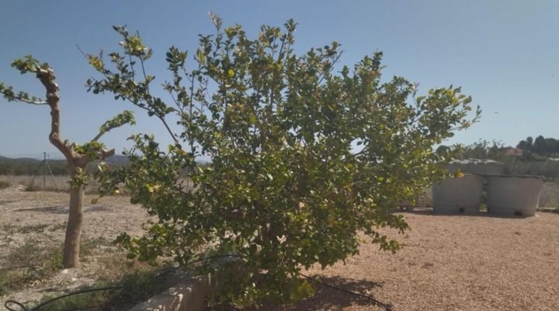Murcia - Moratalla - 3584m2