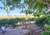 Casa de camp amb terreny en venda a la España, la Marina, ref.: TR161861 foto