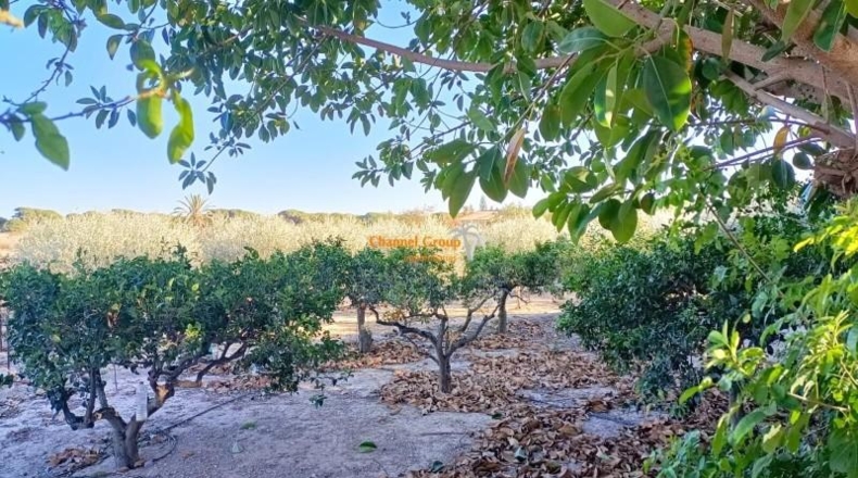 Alicante - Elche - 1741m2