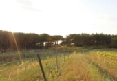 Rural estate for sale on España, Tordera, ref: TR350392 photo