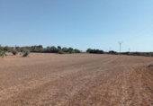 Non-developable land for sale on España, Llubí, ref: TR166709 photo