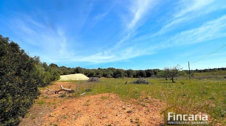 Balearic Islands - Sant Llorenç des Cardassar - 16585m2