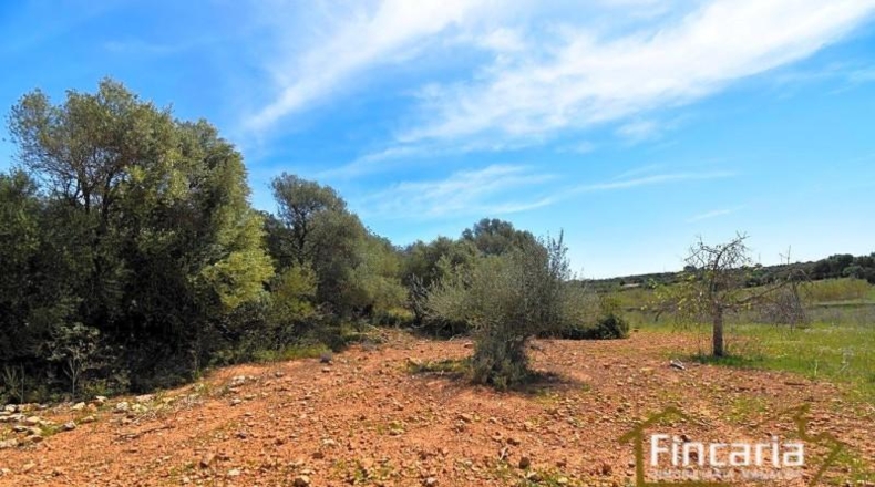 Balearic Islands - Sant Llorenç des Cardassar - 16585m2