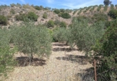 Xalet independent amb terreny en venda a la España, Morón de la Frontera, ref.: TR152908 foto