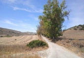 Xalet independent amb terreny en venda a la España, Morón de la Frontera, ref.: TR152908 foto