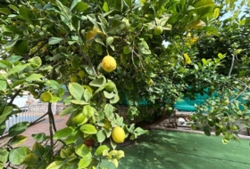 Foto 15