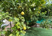 Chalet independiente con terreno en venta en la España, Novelda, ref: TR348872 foto