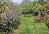 Casa de campo con terreno en venta en la España, Icod de los Vinos, ref: TR242951 foto