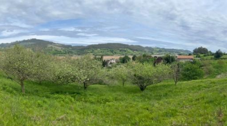 Asturias - Villaviciosa - 11906m2