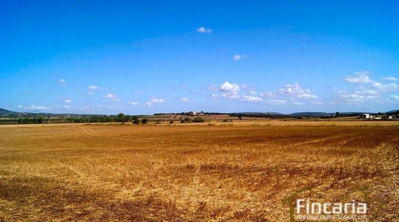 Balearic Islands - Villafranca de Bonany - 29403m2