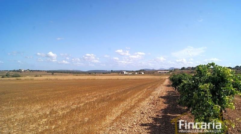 Balearic Islands - Villafranca de Bonany - 29403m2