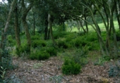 Land suitable for development for sale on España, Platja d'Aro, ref: TR114100 photo
