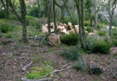 Land suitable for development for sale on España, Platja d'Aro, ref: TR114100 photo