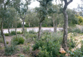 Land suitable for development for sale on España, Platja d'Aro, ref: TR114100 photo